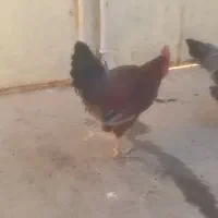 خروس