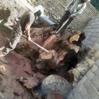 هرس و کنده بری|خدمات باغبانی و درختکاری|یزد, |دیوار