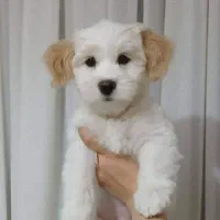 سگ مهربان و آموزش دیده