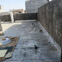 کبوتر