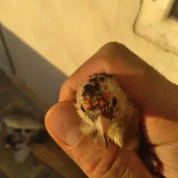 نر و ماده سهره به تعداد|پرنده|مهاباد (آذربایجان غربی), |دیوار