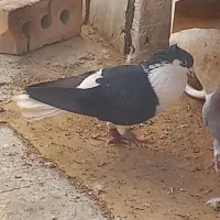 ساده سیاه شیرازی|پرنده|پاکدشت, شهرک امام رضا|دیوار