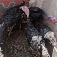 بوقلمون جوان