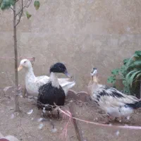 سه عدد اردک