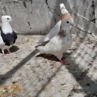 کبوتر طوقی