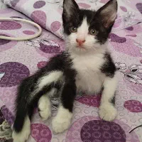 بچه گربه نر واگذاری رایگان