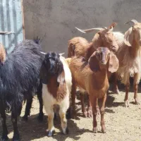 ۳۰بزبا ۳۱بزغاله ریز درشت شیراکلی هرراس ۲۱اسفدن