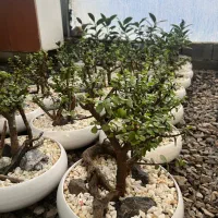 فروش و ارسال عمده گل وگیاه به کل کشور|گل و گیاه طبیعی|چمستان, |دیوار