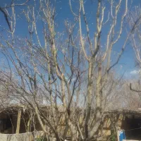 فضله کبوتر مخصوص کشت وکار|خدمات باغبانی و درختکاری|لنجان, |دیوار