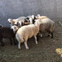 بره نر شال|حیوانات مزرعه|کویرات, |دیوار