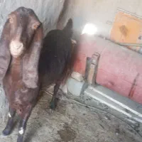 فروش کاموری آبست|حیوانات مزرعه|هامون, |دیوار