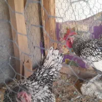 مرغ و خروس سیبرایت|حیوانات مزرعه|زرقان, |دیوار