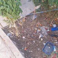 مرغ و خروس|حیوانات مزرعه|اصفهان, شهرک صنعتی امیرکبیر (شاپور جدید)|دیوار