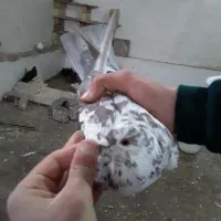 غریبگیری شدن