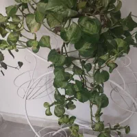 گل پتوس منجولا