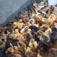 جوجه‌یک روزه مرغ محلی‌وگلپایگانی اصیل