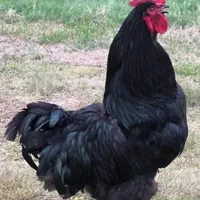 خروس سیاه ومشکی جهت قربانی