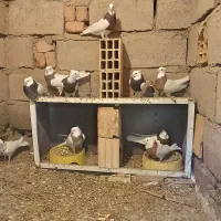 کفتر|پرنده|فهرج, |دیوار