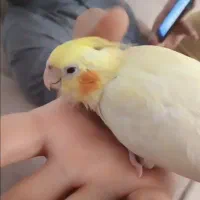 عروس هلندی  لوتینو گمشده