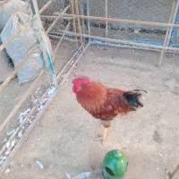 خروس