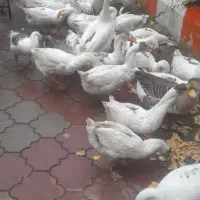 فروش خرده و عمده غاز محلی|حیوانات مزرعه|مشگین شهر, |دیوار