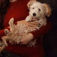 توله سگ مالتیپو