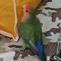 کوتوله برزیلی ۵ رنگ|پرنده|اصفهان, پوریای ولی|دیوار