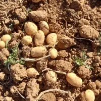 سیب جلی وبامبا|عمده‌فروشی|حسن آباد, |دیوار