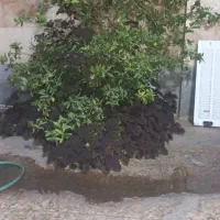 ویلایی ۳خواب کوشک میدان