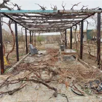 باغبانی با باغدار با تجربه ،علم روز و دادن برنامه