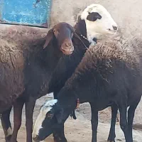 میش  ۳راس جوان یکدست آبستن|حیوانات مزرعه|خنداب, |دیوار