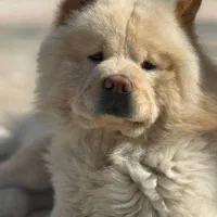 سگ چاو چاو جهت جفتگیری|سگ|تهران, شهرآرا|دیوار