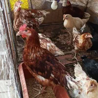 مرغ، خروس و نیمچه سلطان|حیوانات مزرعه|فردیس, فردیس|دیوار