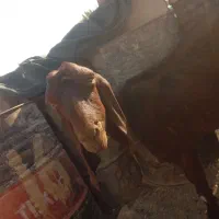 بز نسل دار تازه آبستن یک یک ونیم ماهش هس|حیوانات مزرعه|سیب و سوران, |دیوار