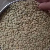 عدس|خوردنی و آشامیدنی|اسفرورین, |دیوار