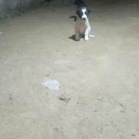 توله نر لاس با مادر ش