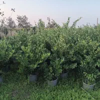 یاس هلندی وگل کاغذی|خدمات باغبانی و درختکاری|نشتارود, |دیوار