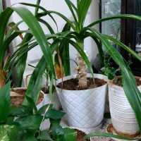 گل های زیبا