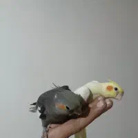 جوجه عروس هلندی دستی سهره|پرنده|باغستان, |دیوار