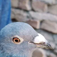 دوتا کبوتر فروشی سنگی 500و زاغ600|پرنده|سراوان, |دیوار