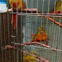 گرینچیک وسان و