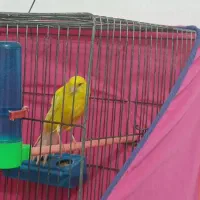 یک عدد قناری نر رسمی بلند جوان سالم