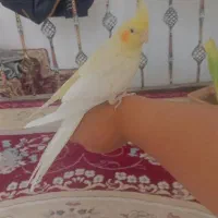 عروس هلندی ماده|پرنده|پیرانشهر, |دیوار