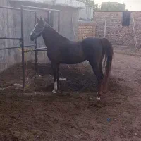 مادیان به همراه کره