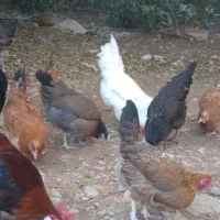 مرغ محلی اصل تخم گذار