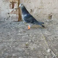 سوسکی .بزک.کرباتی کرمونی|پرنده|تربتحیدریه, باغ ملی|دیوار