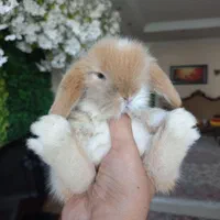 خرگوش  لوپ هلند و ترکیش ۲۰ روزه تا۴۵روزه
