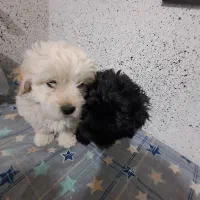 سگ تریر پاکوتاه