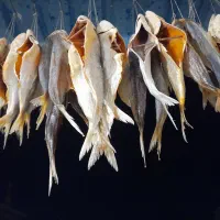 ماهی تقاز فروشی