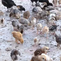 جوجه مرغ خانگی